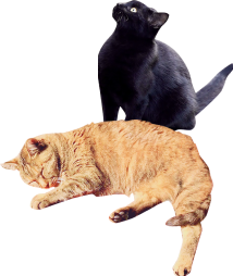 cats