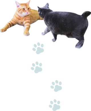猫